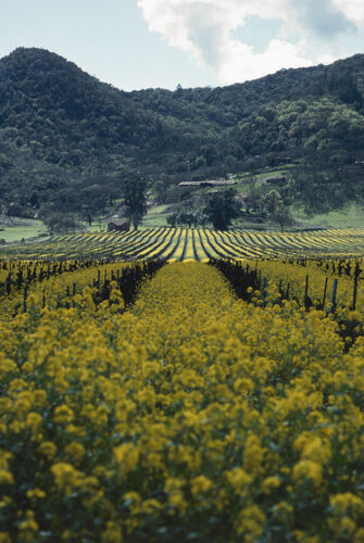 BW_CL010: Californian Landscapes