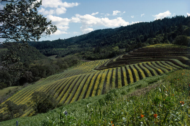 BW_CL013: Californian Landscapes