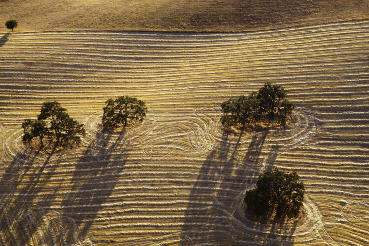 BW_CL049: Californian Landscapes