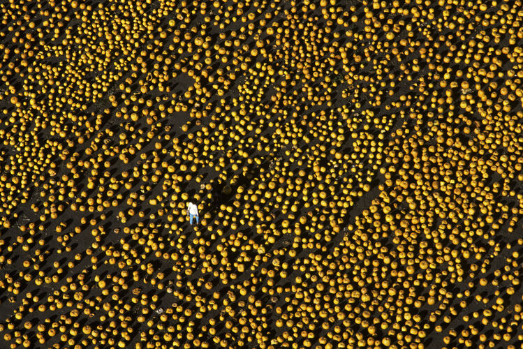 BW_CL050: Californian Landscapes