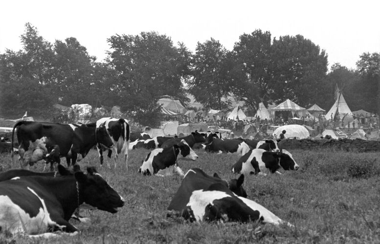 BW_WS003: Woodstock Cows