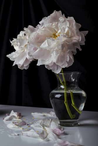 CM_SL011: Still life