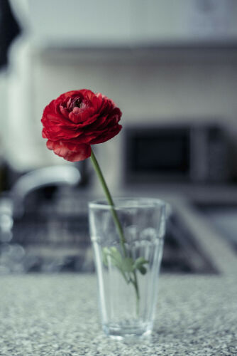 CM_SL013: Still life