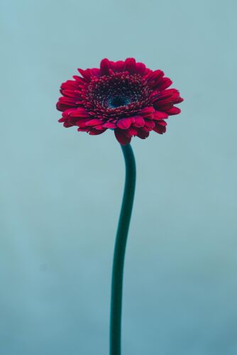 CM_SL014: Petunia I