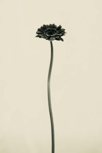 CM_SL015: Petunia II