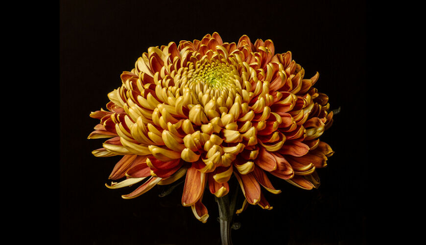 CM_SL017: Chysanthemum