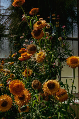 CM_SL018: Strawflowers at Kew