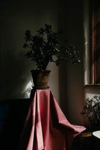 CM_SL019: Money Tree at Lisa's