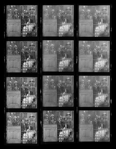 GM_SisterRose_609B: Sister Rose