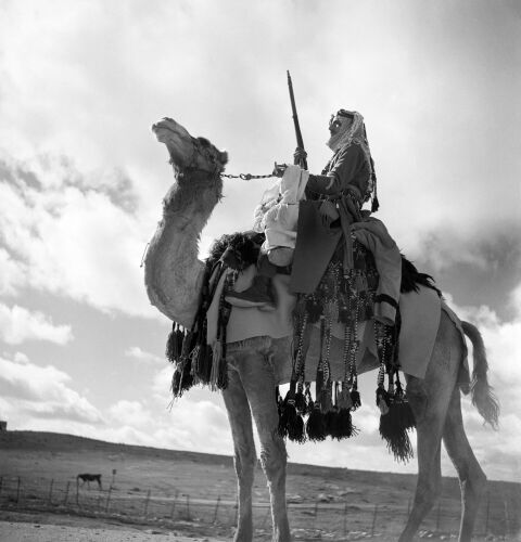 GR_ME036: Arab Legion Camel Corps