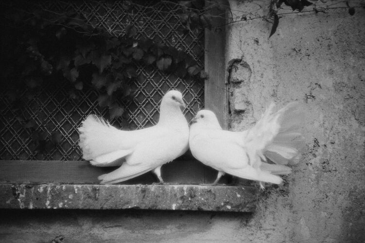 MG_AH025: Audrey Hepburn