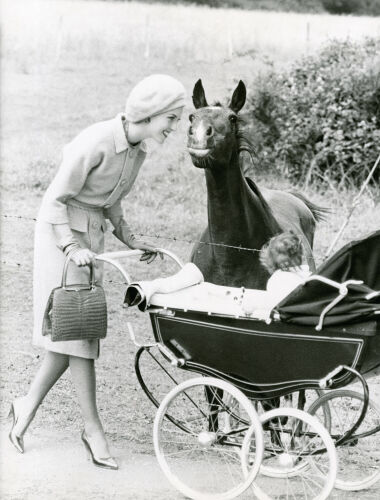 NP_FA_50s026: Inquisitive Horse