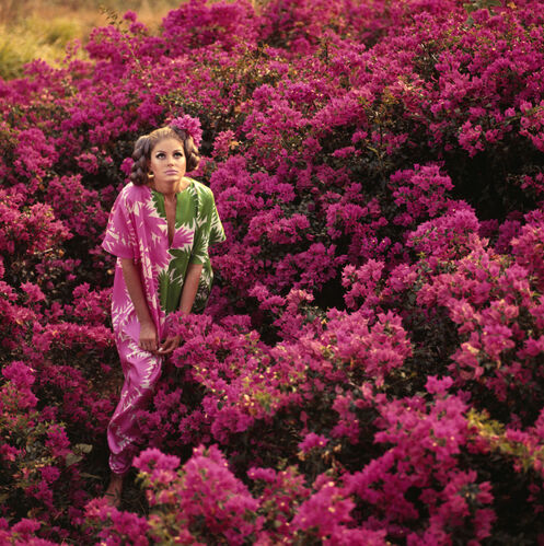 NP_FA_70s015: Bougainvillaea