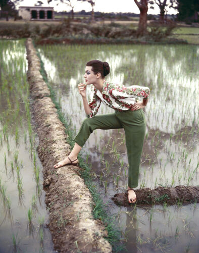 NP_FA_BM003: Rice fields in the late summer