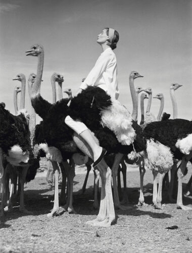 NP_FA_WP060: Wenda and Ostriches