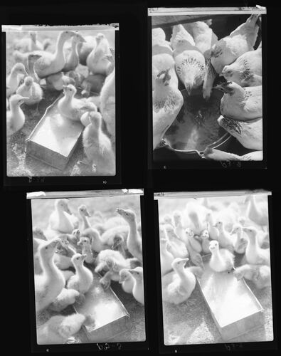 NP_NP04D4_1941_001A: Chickens and Ducks