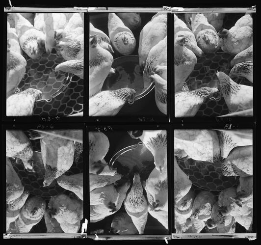 NP_NP04D4_1941_001B: Chickens and Ducks