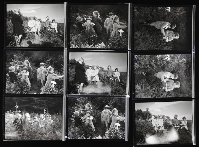 NP_NP04D4_1941_010D: Children and Fur Trees