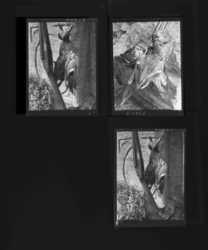 NP_NP05E1_1948_040A: Gun & Birds