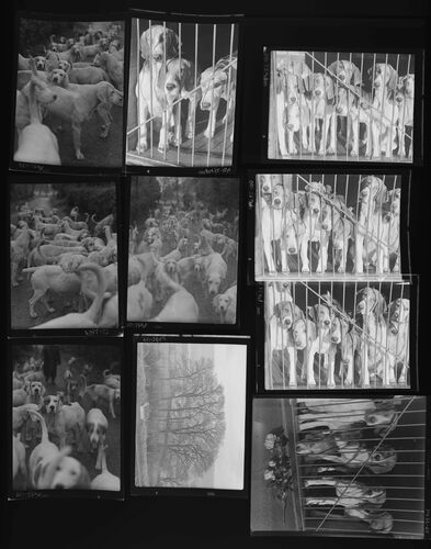 NP_NP05E2_1950_062A: Hunting