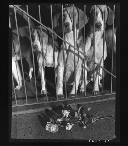 NP_NP05E2_1950_062C: Hunting