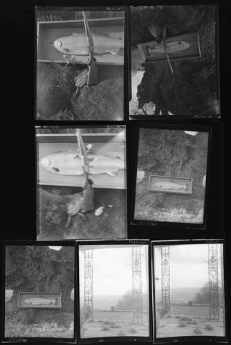 NP_NP05E2_1950_065A: Still Life