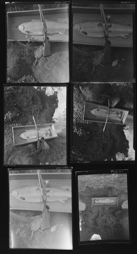 NP_NP05E2_1950_065B: Still Life