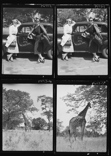 NP_NP05E2_1951_030B: 1950s Vogue