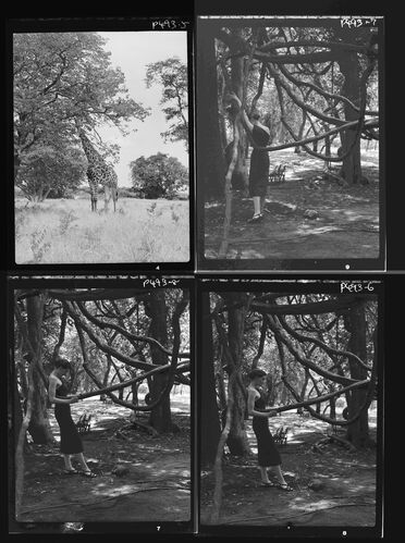 NP_NP05E2_1951_030C: 1950s Vogue