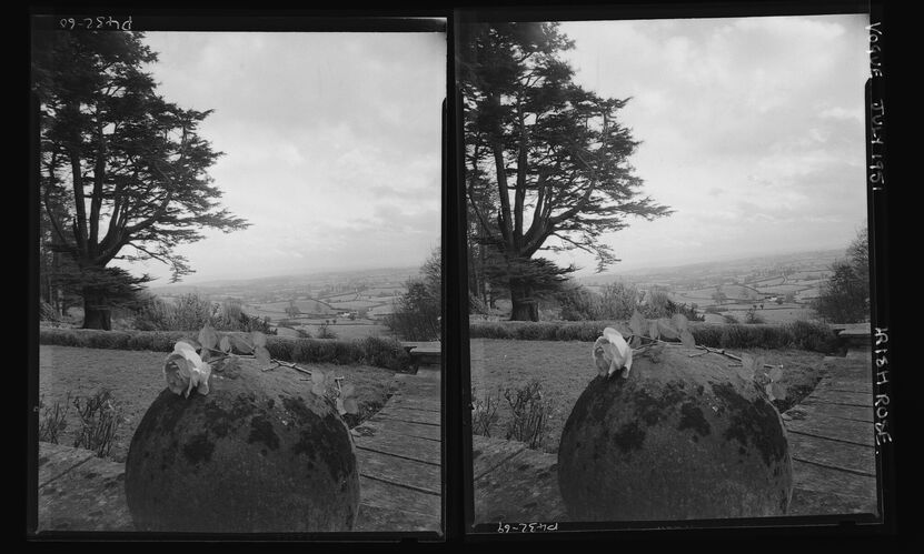 NP_NP05E2_1951_070: Irish Rose