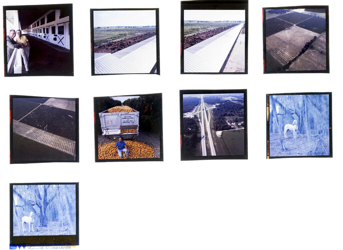 NP_NP06F3_118: Florida Beauty Cool Sea Face