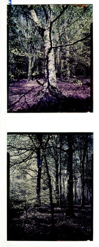 NP_NP07G4_1953_002: 1950s Vogue