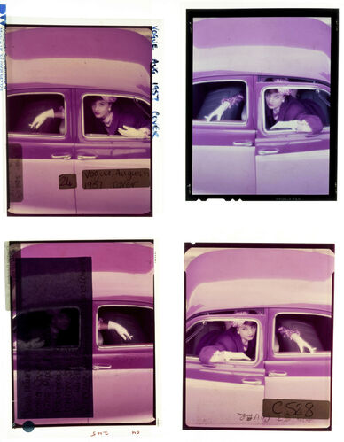 NP_NP09F2_1957_007: Fuchsia - for Autumn Brilliance!