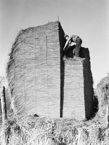 NP_PHJ004: Farm worker