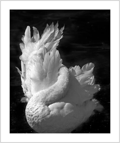 TMG_SW001: 'Swan'
