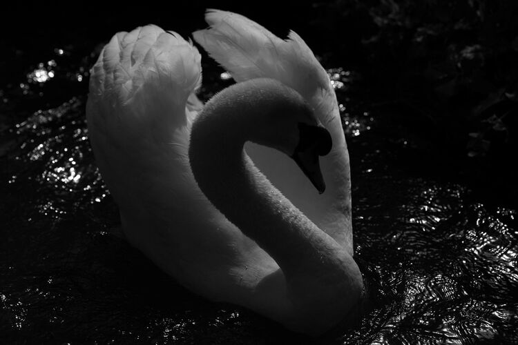 TMG_SW002: Swan
