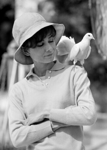 TON_AH012: Hepburn With Dove