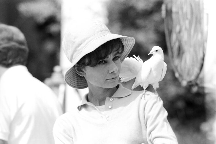 TON_AH127: Audrey Hepburn