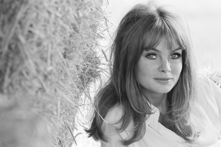 TON_JS029: Jean Shrimpton